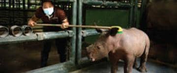 Animal being washed at zoo