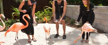 Flamingo Mingle program at Discovery Cove