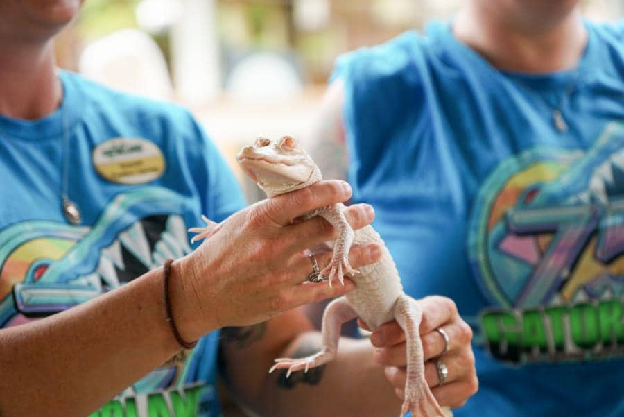 Leucistic baby alligator held by handler.