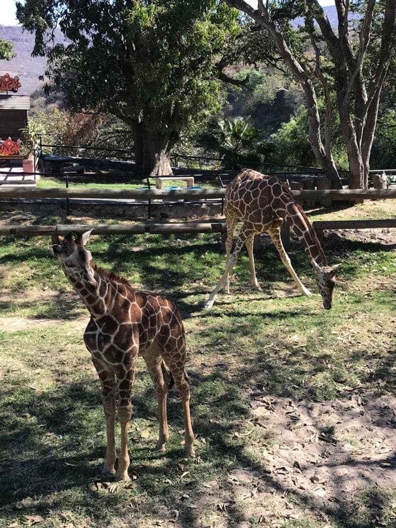 Zoológico Guadalajara