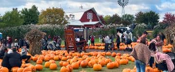 Fall Farms Bengtson's Pumpkin Farm Pumpkin Patch