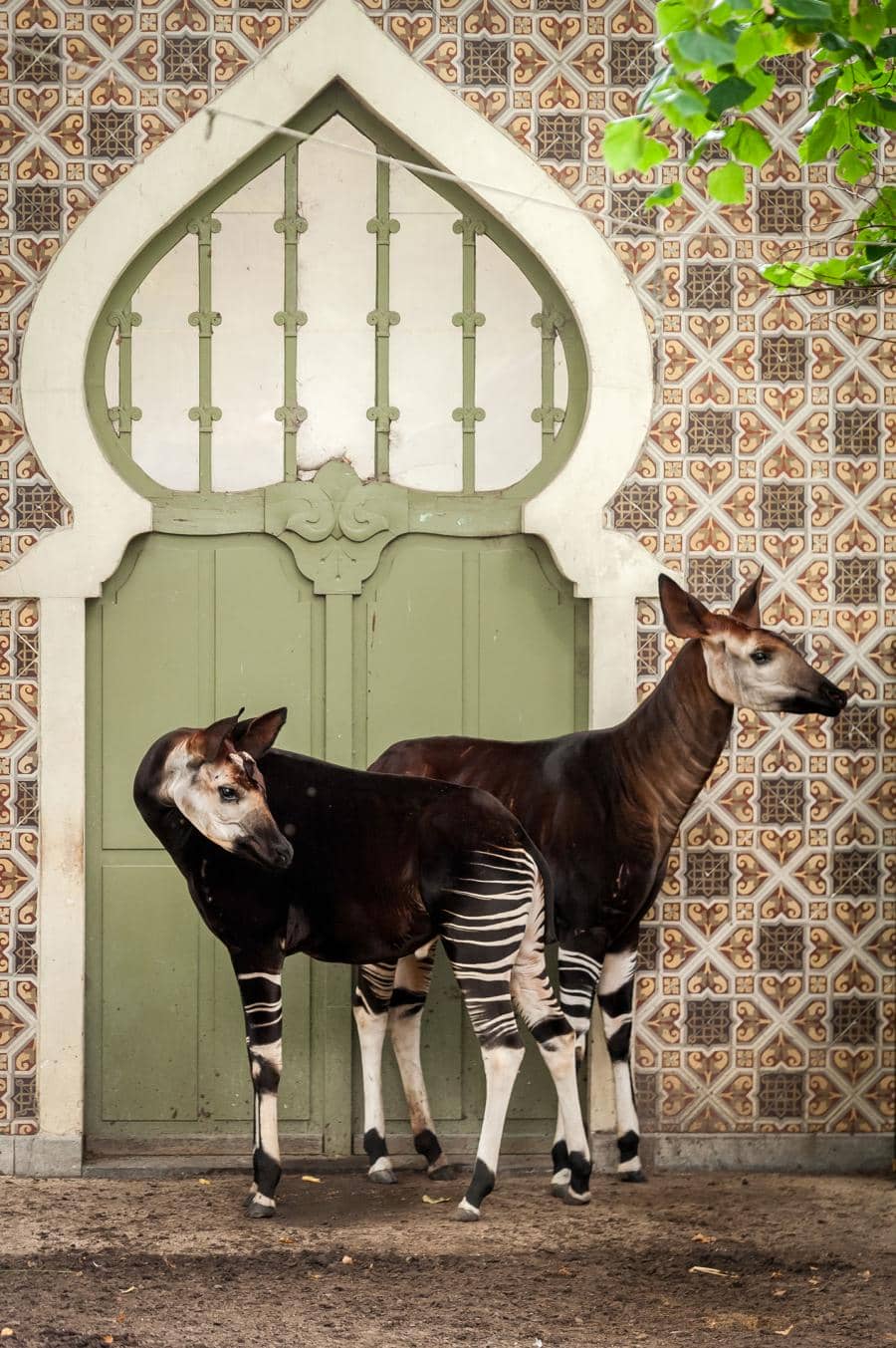 Two okapis inside Antwerp Zoo in Belgium