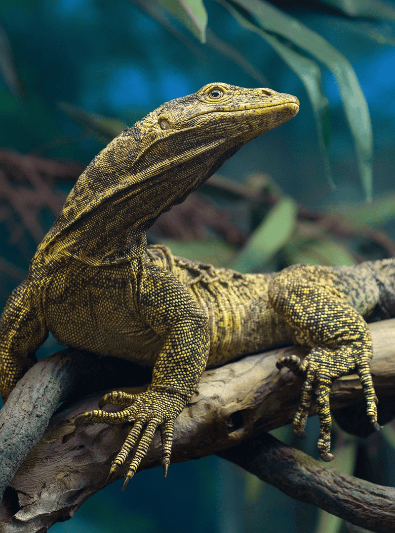 Grays Monitor Lizard