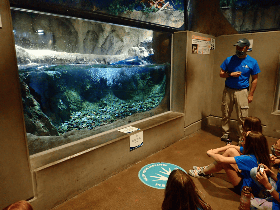 OdySea Aquarium Summer Camp