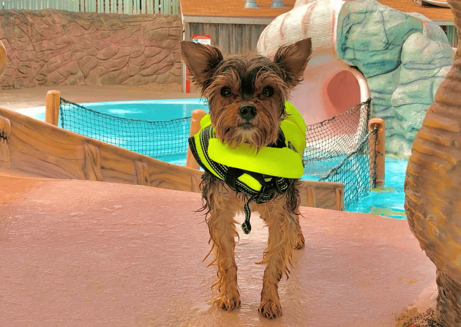 A puppy in a life jacket at Wild Waves Theme and Water Park