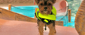 A puppy in a life jacket at Wild Waves Theme and Water Park